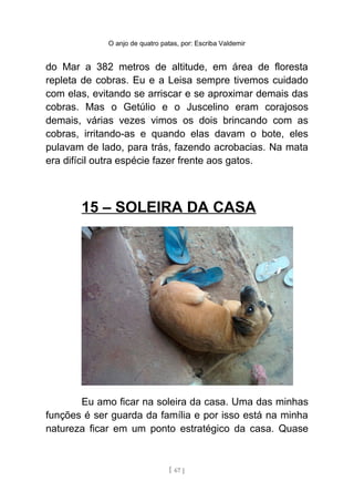 O anjo de quatro patas, por: Escriba Valdemir
do Mar a 382 metros de altitude, em área de floresta
repleta de cobras. Eu e a Leisa sempre tivemos cuidado
com elas, evitando se arriscar e se aproximar demais das
cobras. Mas o Getúlio e o Juscelino eram corajosos
demais, várias vezes vimos os dois brincando com as
cobras, irritando-as e quando elas davam o bote, eles
pulavam de lado, para trás, fazendo acrobacias. Na mata
era difícil outra espécie fazer frente aos gatos.
15 – SOLEIRA DA CASA
Eu amo ficar na soleira da casa. Uma das minhas
funções é ser guarda da família e por isso está na minha
natureza ficar em um ponto estratégico da casa. Quase
[ 67 ]
 