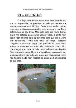 O anjo de quatro patas, por: Escriba Valdemir
21 – OS PATOS
O sítio já teve muitos patos, mas esta pata da foto
era um super-mãe, eu gostava de vê-la passeando nos
tanques com os seus filhotes. Deus já fez cada criatura
com seus instintos programados para fazerem o que Deus
determinou no seu DNA. Mas esta pata era muito brava,
ela já me colocou para correr várias vezes, a gente nem
podia ficar olhando para os patinhos dela que ela já vinha
tirar satisfação. Tinha que olhar de longe. Valdemir
chegava a ameaçar pegar um patinho só para vê-la
irritada e avançava na mão dele, beliscava com o bico
que chegava a cortar a pele, mas Valdemir se divertia.
Fico pensando como Deus é maravilhoso, colocando um
instinto materno tão forte nas mães que elas muitas vezes
não tinham medo nem mesmo de criaturas bem maiores
do que elas.
[ 80 ]
 