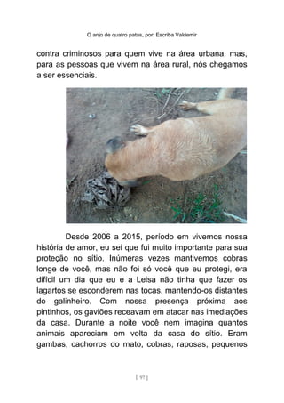 O anjo de quatro patas, por: Escriba Valdemir
contra criminosos para quem vive na área urbana, mas,
para as pessoas que vivem na área rural, nós chegamos
a ser essenciais.
Desde 2006 a 2015, período em vivemos nossa
história de amor, eu sei que fui muito importante para sua
proteção no sítio. Inúmeras vezes mantivemos cobras
longe de você, mas não foi só você que eu protegi, era
difícil um dia que eu e a Leisa não tinha que fazer os
lagartos se esconderem nas tocas, mantendo-os distantes
do galinheiro. Com nossa presença próxima aos
pintinhos, os gaviões receavam em atacar nas imediações
da casa. Durante a noite você nem imagina quantos
animais apareciam em volta da casa do sítio. Eram
gambas, cachorros do mato, cobras, raposas, pequenos
[ 97 ]
 