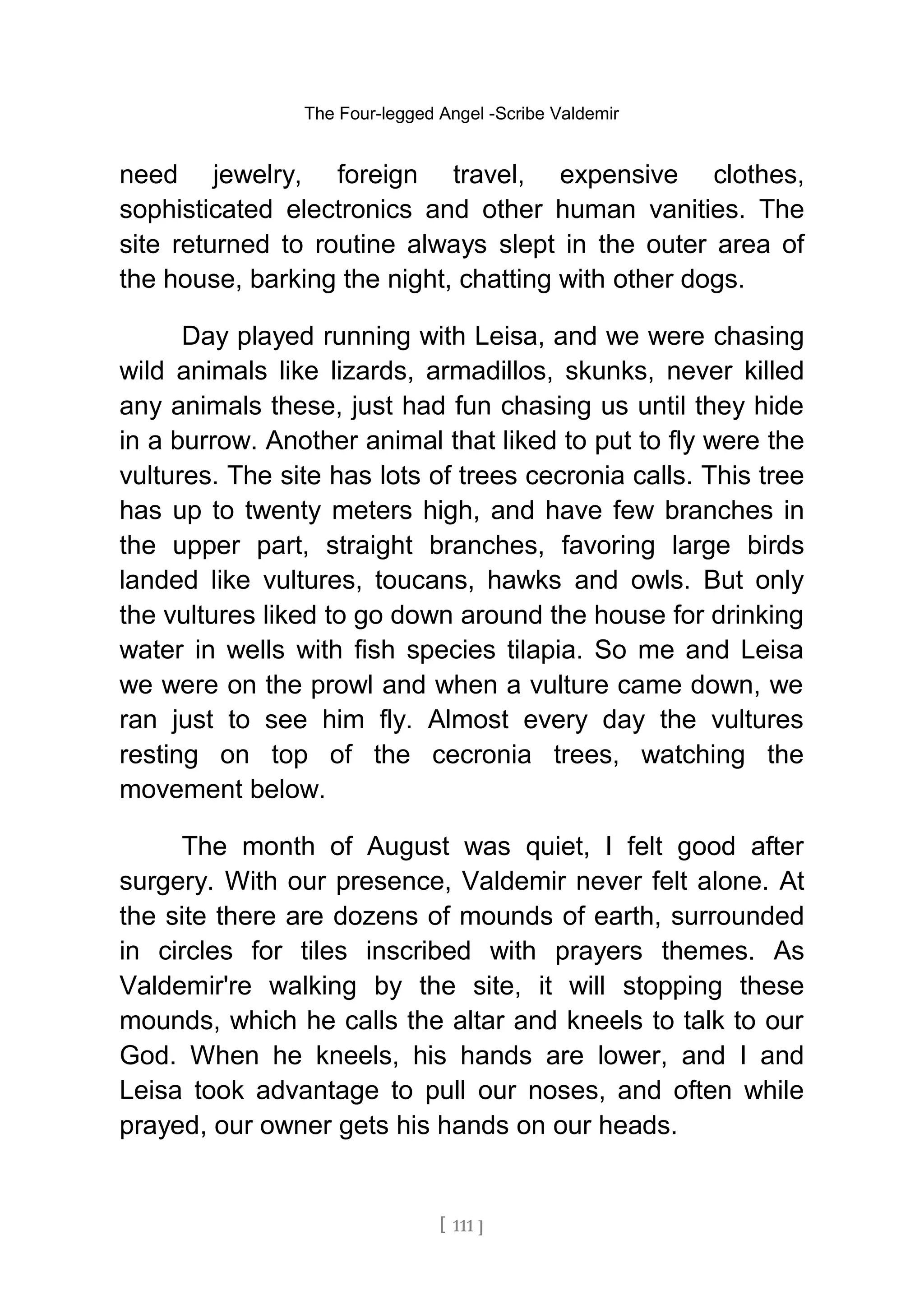 The Four-legged Angel -Scribe Valdemir
need jewelry, foreign travel, expensive clothes,
sophisticated electronics and other human vanities. The
site returned to routine always slept in the outer area of
the house, barking the night, chatting with other dogs.
Day played running with Leisa, and we were chasing
wild animals like lizards, armadillos, skunks, never killed
any animals these, just had fun chasing us until they hide
in a burrow. Another animal that liked to put to fly were the
vultures. The site has lots of trees cecronia calls. This tree
has up to twenty meters high, and have few branches in
the upper part, straight branches, favoring large birds
landed like vultures, toucans, hawks and owls. But only
the vultures liked to go down around the house for drinking
water in wells with fish species tilapia. So me and Leisa
we were on the prowl and when a vulture came down, we
ran just to see him fly. Almost every day the vultures
resting on top of the cecronia trees, watching the
movement below.
The month of August was quiet, I felt good after
surgery. With our presence, Valdemir never felt alone. At
the site there are dozens of mounds of earth, surrounded
in circles for tiles inscribed with prayers themes. As
Valdemir're walking by the site, it will stopping these
mounds, which he calls the altar and kneels to talk to our
God. When he kneels, his hands are lower, and I and
Leisa took advantage to pull our noses, and often while
prayed, our owner gets his hands on our heads.
[ 111 ]
 
