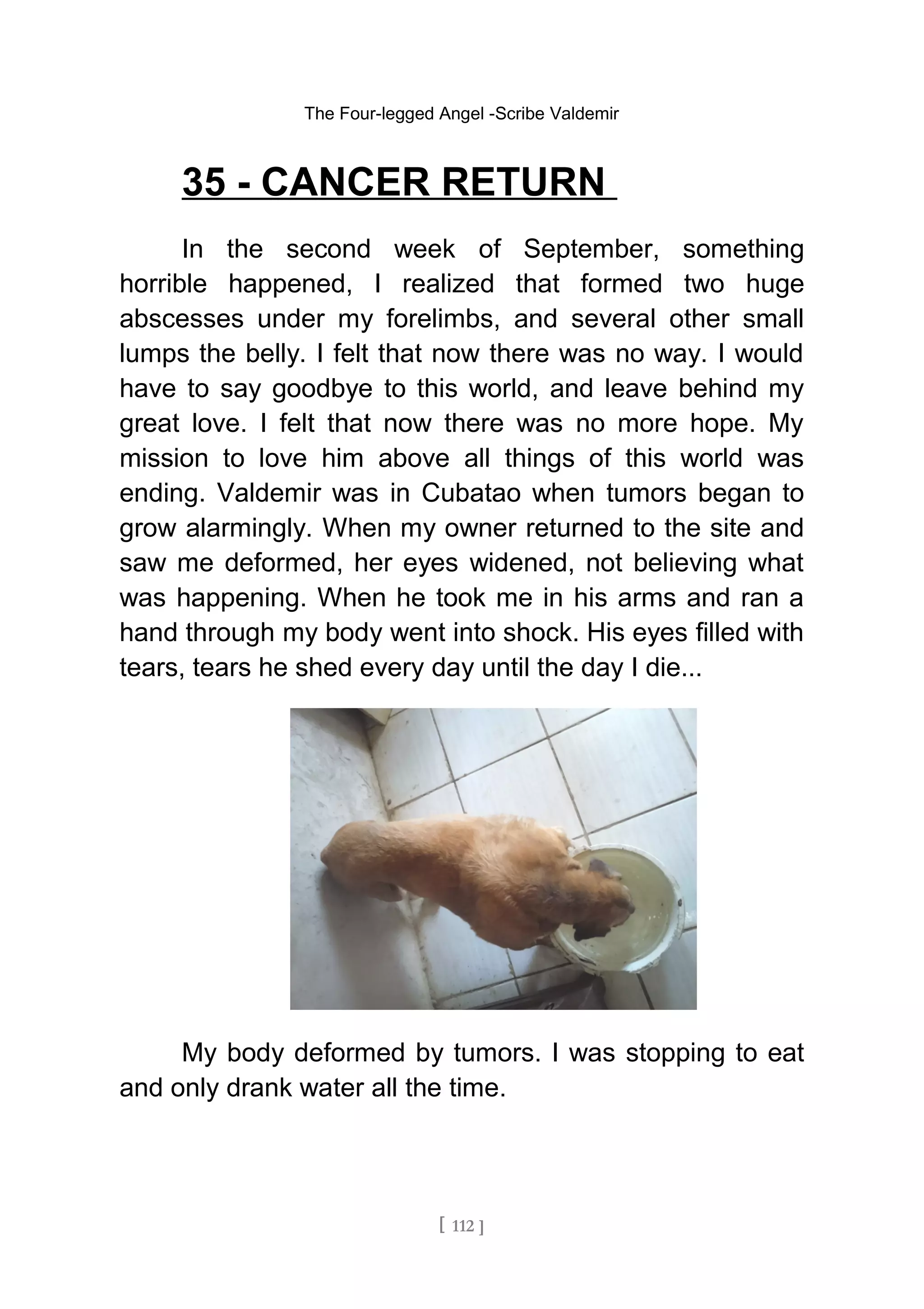 The Four-legged Angel -Scribe Valdemir
35 - CANCER RETURN
In the second week of September, something
horrible happened, I realized that formed two huge
abscesses under my forelimbs, and several other small
lumps the belly. I felt that now there was no way. I would
have to say goodbye to this world, and leave behind my
great love. I felt that now there was no more hope. My
mission to love him above all things of this world was
ending. Valdemir was in Cubatao when tumors began to
grow alarmingly. When my owner returned to the site and
saw me deformed, her eyes widened, not believing what
was happening. When he took me in his arms and ran a
hand through my body went into shock. His eyes filled with
tears, tears he shed every day until the day I die...
My body deformed by tumors. I was stopping to eat
and only drank water all the time.
[ 112 ]
 