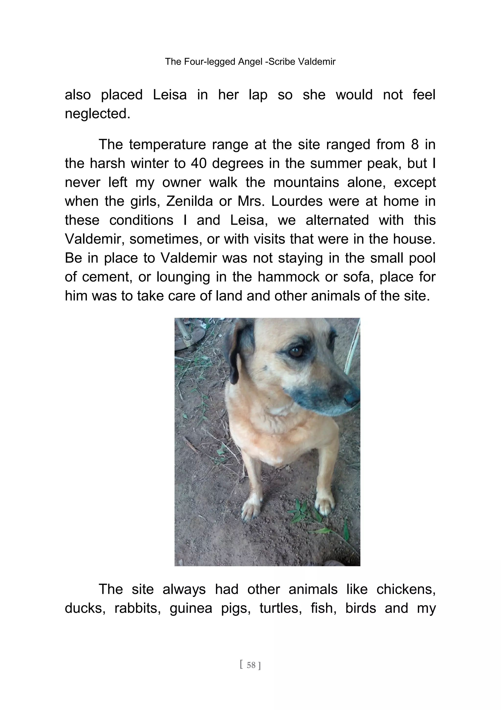 The Four-legged Angel -Scribe Valdemir
also placed Leisa in her lap so she would not feel
neglected.
The temperature range at the site ranged from 8 in
the harsh winter to 40 degrees in the summer peak, but I
never left my owner walk the mountains alone, except
when the girls, Zenilda or Mrs. Lourdes were at home in
these conditions I and Leisa, we alternated with this
Valdemir, sometimes, or with visits that were in the house.
Be in place to Valdemir was not staying in the small pool
of cement, or lounging in the hammock or sofa, place for
him was to take care of land and other animals of the site.
The site always had other animals like chickens,
ducks, rabbits, guinea pigs, turtles, fish, birds and my
[ 58 ]
 