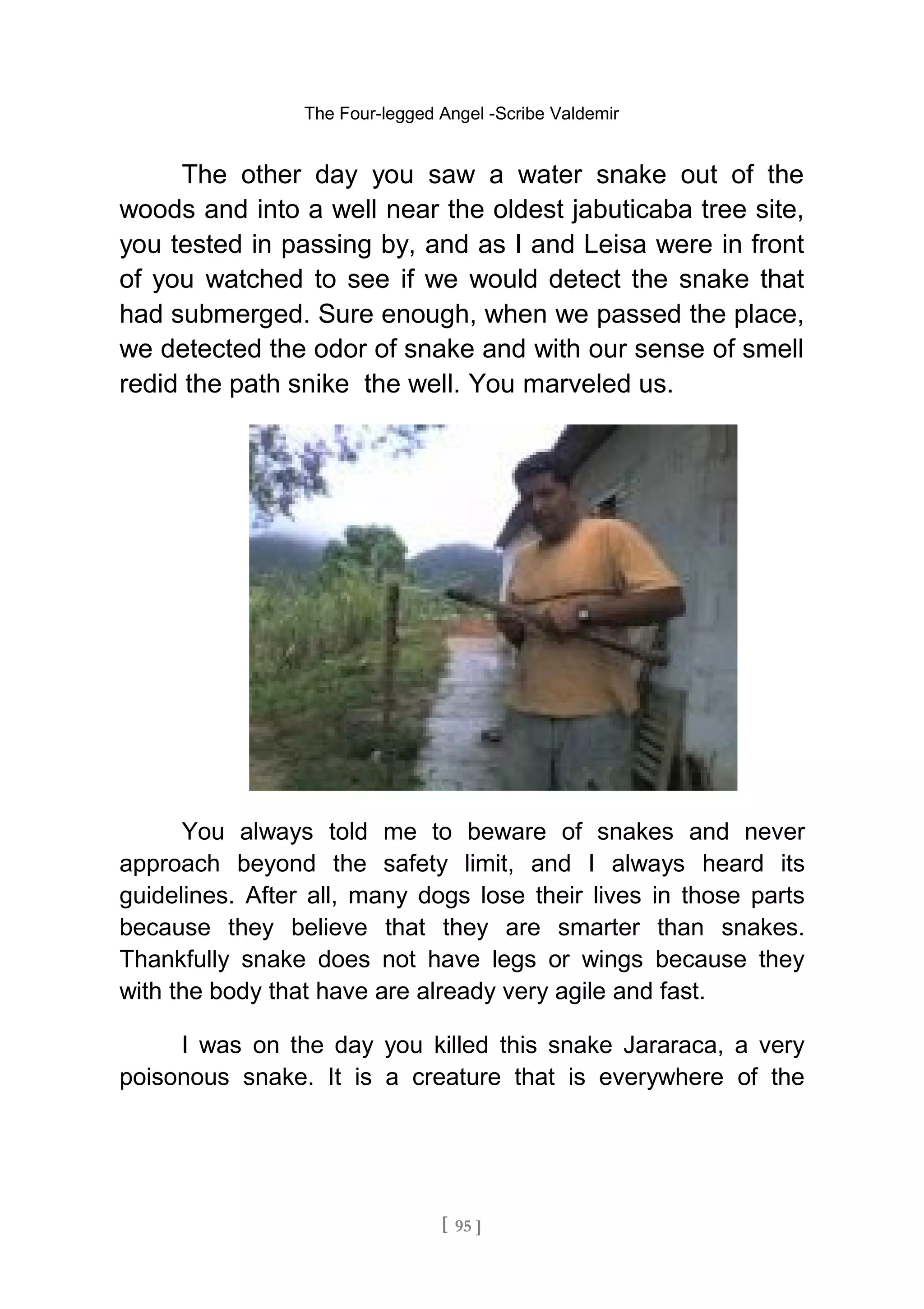 The Four-legged Angel -Scribe Valdemir
The other day you saw a water snake out of the
woods and into a well near the oldest jabuticaba tree site,
you tested in passing by, and as I and Leisa were in front
of you watched to see if we would detect the snake that
had submerged. Sure enough, when we passed the place,
we detected the odor of snake and with our sense of smell
redid the path snike the well. You marveled us.
You always told me to beware of snakes and never
approach beyond the safety limit, and I always heard its
guidelines. After all, many dogs lose their lives in those parts
because they believe that they are smarter than snakes.
Thankfully snake does not have legs or wings because they
with the body that have are already very agile and fast.
I was on the day you killed this snake Jararaca, a very
poisonous snake. It is a creature that is everywhere of the
[ 95 ]
 