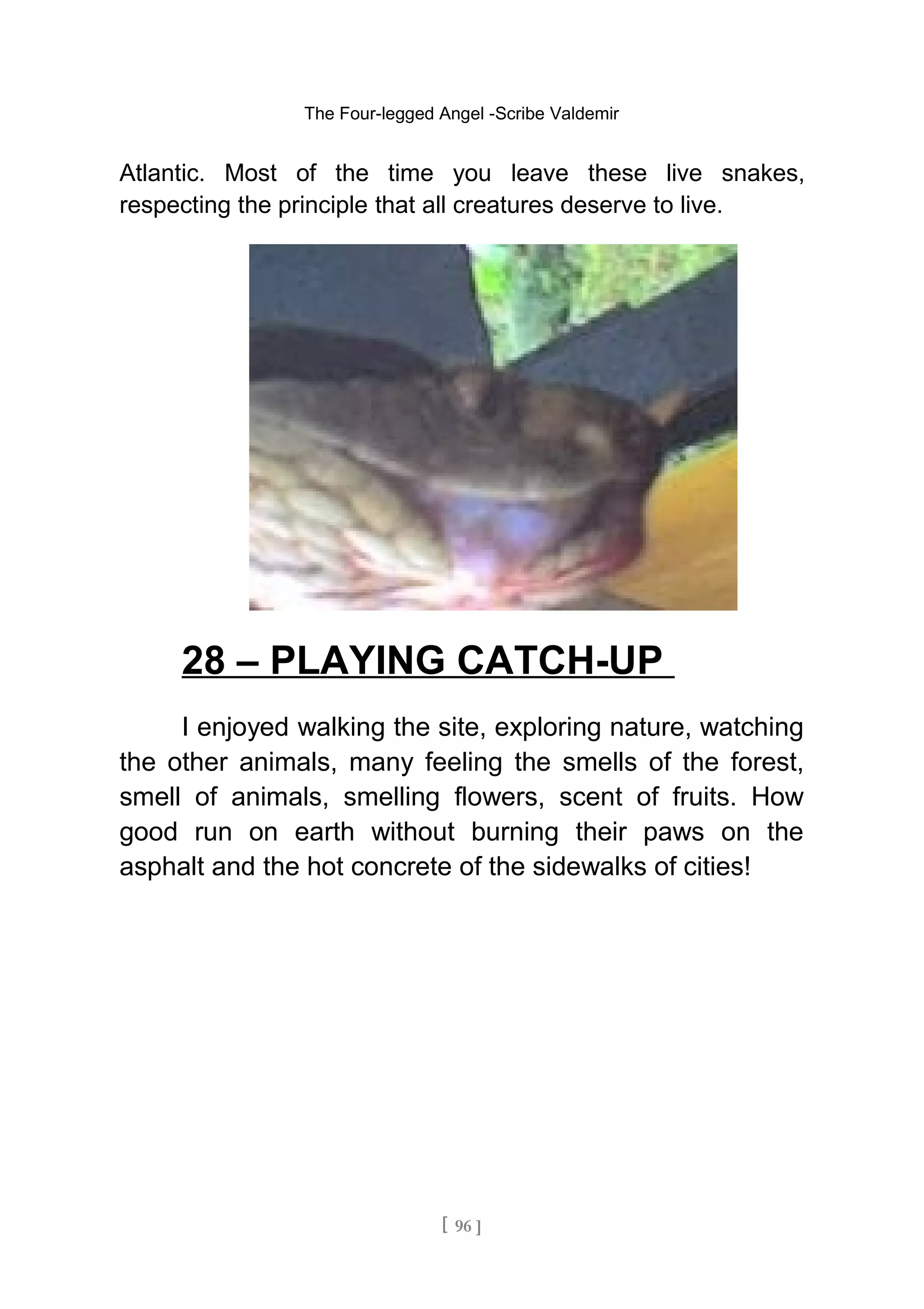 The Four-legged Angel -Scribe Valdemir
Atlantic. Most of the time you leave these live snakes,
respecting the principle that all creatures deserve to live.
28 – PLAYING CATCH-UP
I enjoyed walking the site, exploring nature, watching
the other animals, many feeling the smells of the forest,
smell of animals, smelling flowers, scent of fruits. How
good run on earth without burning their paws on the
asphalt and the hot concrete of the sidewalks of cities!
[ 96 ]
 