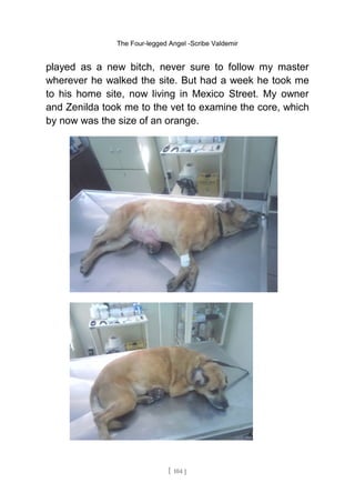 The Four-legged Angel -Scribe Valdemir
played as a new bitch, never sure to follow my master
wherever he walked the site. But had a week he took me
to his home site, now living in Mexico Street. My owner
and Zenilda took me to the vet to examine the core, which
by now was the size of an orange.
[ 104 ]
 