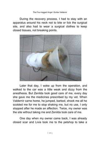 The Four-legged Angel -Scribe Valdemir
During the recovery process, I had to stay with an
apparatus around his neck not to bite or lick the surgical
site, and also had to wear a surgical clothes to keep
closed tissues, not breaking points.
Later that day, I woke up from the operation, and
walked to the car was a little weak and dizzy from the
anesthesia. But Zenilda took good care of me, every day
she gave me the medicines prescribed by my vet. When
Valdemir came home, he jumped, barked, shook me all he
scolded me for me to stop shaking me, but no use, I only
stopped after he made an affection. Twice, my owner was
the site without taking me and Zenilda took care of me.
One day when my owner came back, I was already
closed scar and Livia took me to the petshop to take a
[ 109 ]
 