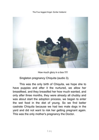 The Four-legged Angel -Scribe Valdemir
How much glory in a box !!!!!
Singleton pregnancy Chiquita (audio 3).
This was the only birth of Chiquita, we hope she to
have puppies and after it the nurtured, we allow her
breastfeed, and they breastfed her how much wanted, and
only after three months, they were already all chubby and
was about start the adoption process, we began to enter
the wet food in the diet of young. So we find better
castrate Chiquita because we had two male dogs in the
yard and did not want to risk her getting pregnant again.
This was the only mother's pregnancy the Doctor.
[ 23 ]
 