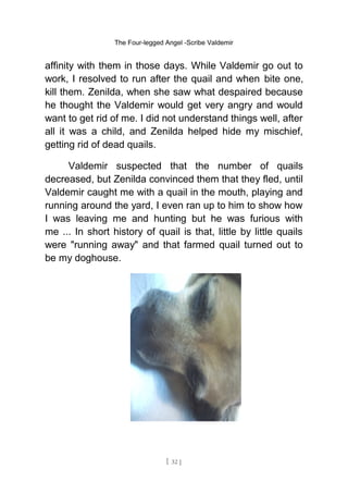 The Four-legged Angel -Scribe Valdemir
affinity with them in those days. While Valdemir go out to
work, I resolved to run after the quail and when bite one,
kill them. Zenilda, when she saw what despaired because
he thought the Valdemir would get very angry and would
want to get rid of me. I did not understand things well, after
all it was a child, and Zenilda helped hide my mischief,
getting rid of dead quails.
Valdemir suspected that the number of quails
decreased, but Zenilda convinced them that they fled, until
Valdemir caught me with a quail in the mouth, playing and
running around the yard, I even ran up to him to show how
I was leaving me and hunting but he was furious with
me ... In short history of quail is that, little by little quails
were "running away" and that farmed quail turned out to
be my doghouse.
[ 32 ]
 