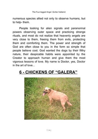 The Four-legged Angel -Scribe Valdemir
numerous species allied not only to observe humans, but
to help- them.
People looking for alien signals and paranormal
powers observing outer space and practicing strange
rituals, and most do not realize that heavenly angels are
very close to them, freeing them from evils, protecting
them and comforting them. The power and strength of
God are often close to you in the form so simple that
people believe cost. God wanted the dogs by their filthy
nature, their despicable habits were appointed by the
Creator to approach human and give them the most
vigorous lessons of love. My name is Doctor, yes, Doctor
in the art of love...
6 - CHICKENS OF “GALERA”
[ 36 ]
 
