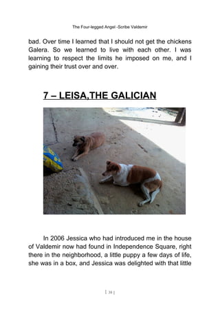 The Four-legged Angel -Scribe Valdemir
bad. Over time I learned that I should not get the chickens
Galera. So we learned to live with each other. I was
learning to respect the limits he imposed on me, and I
gaining their trust over and over.
7 – LEISA,THE GALICIAN
In 2006 Jessica who had introduced me in the house
of Valdemir now had found in Independence Square, right
there in the neighborhood, a little puppy a few days of life,
she was in a box, and Jessica was delighted with that little
[ 38 ]
 