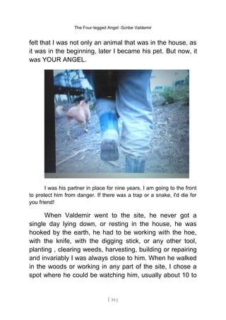 The Four-legged Angel -Scribe Valdemir
felt that I was not only an animal that was in the house, as
it was in the beginning, later I became his pet. But now, it
was YOUR ANGEL.
I was his partner in place for nine years. I am going to the front
to protect him from danger. If there was a trap or a snake, I'd die for
you friend!
When Valdemir went to the site, he never got a
single day lying down, or resting in the house, he was
hooked by the earth, he had to be working with the hoe,
with the knife, with the digging stick, or any other tool,
planting , clearing weeds, harvesting, building or repairing
and invariably I was always close to him. When he walked
in the woods or working in any part of the site, I chose a
spot where he could be watching him, usually about 10 to
[ 54 ]
 