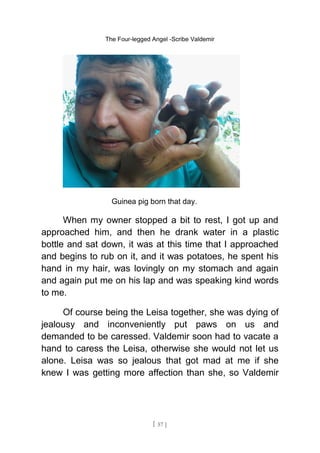 The Four-legged Angel -Scribe Valdemir
Guinea pig born that day.
When my owner stopped a bit to rest, I got up and
approached him, and then he drank water in a plastic
bottle and sat down, it was at this time that I approached
and begins to rub on it, and it was potatoes, he spent his
hand in my hair, was lovingly on my stomach and again
and again put me on his lap and was speaking kind words
to me.
Of course being the Leisa together, she was dying of
jealousy and inconveniently put paws on us and
demanded to be caressed. Valdemir soon had to vacate a
hand to caress the Leisa, otherwise she would not let us
alone. Leisa was so jealous that got mad at me if she
knew I was getting more affection than she, so Valdemir
[ 57 ]
 