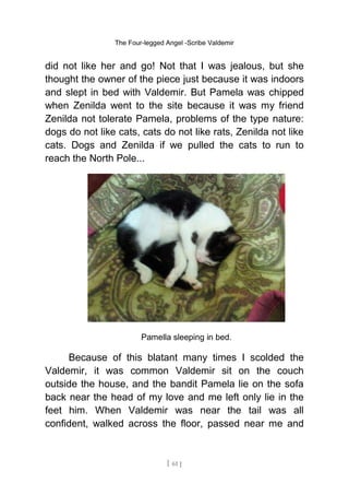 The Four-legged Angel -Scribe Valdemir
did not like her and go! Not that I was jealous, but she
thought the owner of the piece just because it was indoors
and slept in bed with Valdemir. But Pamela was chipped
when Zenilda went to the site because it was my friend
Zenilda not tolerate Pamela, problems of the type nature:
dogs do not like cats, cats do not like rats, Zenilda not like
cats. Dogs and Zenilda if we pulled the cats to run to
reach the North Pole...
Pamella sleeping in bed.
Because of this blatant many times I scolded the
Valdemir, it was common Valdemir sit on the couch
outside the house, and the bandit Pamela lie on the sofa
back near the head of my love and me left only lie in the
feet him. When Valdemir was near the tail was all
confident, walked across the floor, passed near me and
[ 61 ]
 