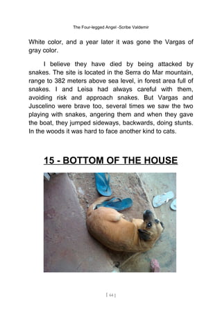 The Four-legged Angel -Scribe Valdemir
White color, and a year later it was gone the Vargas of
gray color.
I believe they have died by being attacked by
snakes. The site is located in the Serra do Mar mountain,
range to 382 meters above sea level, in forest area full of
snakes. I and Leisa had always careful with them,
avoiding risk and approach snakes. But Vargas and
Juscelino were brave too, several times we saw the two
playing with snakes, angering them and when they gave
the boat, they jumped sideways, backwards, doing stunts.
In the woods it was hard to face another kind to cats.
15 - BOTTOM OF THE HOUSE
[ 64 ]
 