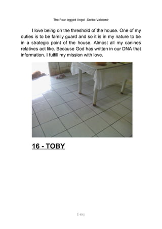 The Four-legged Angel -Scribe Valdemir
I love being on the threshold of the house. One of my
duties is to be family guard and so it is in my nature to be
in a strategic point of the house. Almost all my canines
relatives act like. Because God has written in our DNA that
information. I fulfill my mission with love.
16 - TOBY
[ 65 ]
 