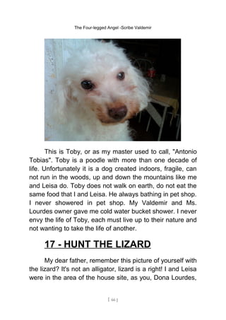 The Four-legged Angel -Scribe Valdemir
This is Toby, or as my master used to call, "Antonio
Tobias". Toby is a poodle with more than one decade of
life. Unfortunately it is a dog created indoors, fragile, can
not run in the woods, up and down the mountains like me
and Leisa do. Toby does not walk on earth, do not eat the
same food that I and Leisa. He always bathing in pet shop.
I never showered in pet shop. My Valdemir and Ms.
Lourdes owner gave me cold water bucket shower. I never
envy the life of Toby, each must live up to their nature and
not wanting to take the life of another.
17 - HUNT THE LIZARD
My dear father, remember this picture of yourself with
the lizard? It's not an alligator, lizard is a right! I and Leisa
were in the area of the house site, as you, Dona Lourdes,
[ 66 ]
 