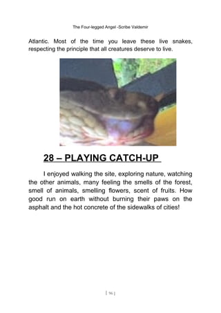 The Four-legged Angel -Scribe Valdemir
Atlantic. Most of the time you leave these live snakes,
respecting the principle that all creatures deserve to live.
28 – PLAYING CATCH-UP
I enjoyed walking the site, exploring nature, watching
the other animals, many feeling the smells of the forest,
smell of animals, smelling flowers, scent of fruits. How
good run on earth without burning their paws on the
asphalt and the hot concrete of the sidewalks of cities!
[ 96 ]
 