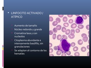  LINFOCITO ACTIVADO /
  ATÍPICO

   Aumento de tamaño
   Núcleo redondo y grande
   Cromatina laxa y con
    nucleolos
   Citoplasma abundante e
    intensamente basófilo, sin
    granulaciones
   Se adaptan al contorno de los
    hematíes
 
