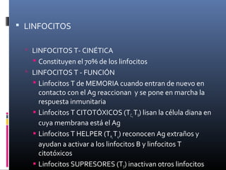  LINFOCITOS

   LINFOCITOS T- CINÉTICA
     Constituyen el 70% de los linfocitos
   LINFOCITOS T - FUNCIÓN
     Linfocitos T de MEMORIA cuando entran de nuevo en
      contacto con el Ag reaccionan y se pone en marcha la
      respuesta inmunitaria
     Linfocitos T CITOTÓXICOS (TC , T8) lisan la célula diana en
      cuya membrana está el Ag
     Linfocitos T HELPER (TH, T4) reconocen Ag extraños y
      ayudan a activar a los linfocitos B y linfocitos T
      citotóxicos
     Linfocitos SUPRESORES (TS) inactivan otros linfocitos
 