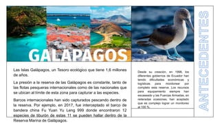 Las Islas Galápagos, un Tesoro ecológico que tiene 1,6 millones
de años.
La presión a la reserva de las Galápagos es constante, tanto de
las flotas pesqueras internacionales como de las nacionales que
se ubican al límite de esta zona para capturar a las especies.
Barcos internacionales han sido capturados pescando dentro de
la reserva. Por ejemplo, en 2017, fue interceptado el barco de
bandera china Fu Yuan Yu Leng 999 donde encontraron 12
especies de tiburón de estas 11 se pueden hallar dentro de la
Reserva Marina de Galápagos.
Desde su creación, en 1998, los
diferentes gobiernos de Ecuador han
tenido dificultades económicas y
logísticas para monitorear por
completo esta reserva. Los recursos
para equipamiento siempre han
escaseado y las Fuerzas Armadas, en
reiteradas ocasiones, han aceptado
que es complejo lograr un monitoreo
al 100 %.
 