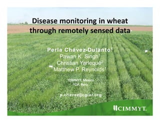 Disease monitoring in wheat
through remotely sensed data
Perla Chávez-Dulanto1
Pawan K. Singh1
Christian Yarlequé2
Matthew P. Reynolds1
1CIMMYT,

Mexico
2CIP, Peru

p.chavez@cgiar.org

 