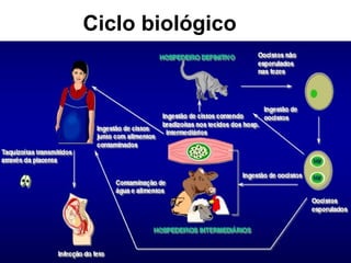 Ciclo biológico
 