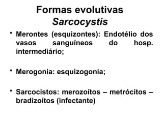 Formas evolutivas
Sarcocystis
• Merontes (esquizontes): Endotélio dos
vasos sanguíneos do hosp.
intermediário;
• Merogonia: esquizogonia;
• Sarcocistos: merozoítos – metrócitos –
bradizoítos (infectante)
 