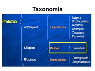 Taxonomia
 