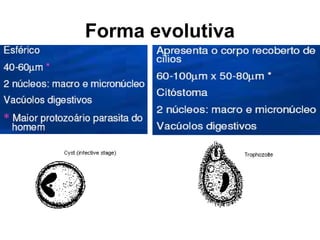 Forma evolutiva
 