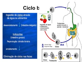 Ciclo biológico
 