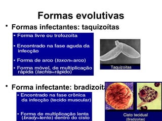 Formas evolutivas
• Formas infectantes: taquizoítas
• Forma infectante: bradizoíta
 