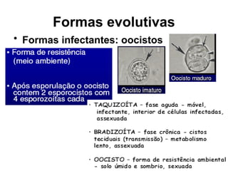 Formas evolutivas
• Formas infectantes: oocistos
 