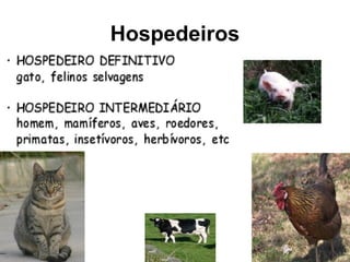 Hospedeiros
 