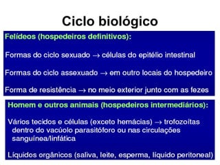 Ciclo biológico
 