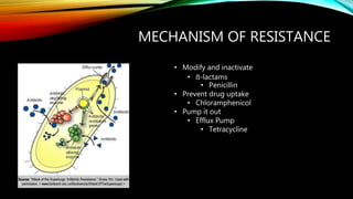 MECHANISM OF RESISTANCE
• Modify and inactivate
• ẞ-lactams
• Penicillin
• Prevent drug uptake
• Chloramphenicol
• Pump it out
• Efflux Pump
• Tetracycline
 