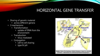 HORIZONTAL GENE TRANSFER
• Sharing of genetic material
• across different genera
• 3 mechanisms
• Transformation
• uptake of DNA from the
environment
• Transduction
• Virus mediated
• Conjugation
• cell to cell sharing
• type IV pili
 