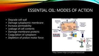 ESSENTIAL OIL: MODES OF ACTION
http://www.mdpi.com/pharmaceuticals
• Degrade cell wall
• Damage cytoplasmic membrane
• Increase permeability
• Leakage of cell contents
• Damage membrane proteins
• Coagulation of cytoplasm
• Depletion of proton motor force
 