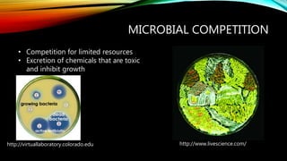 MICROBIAL COMPETITION
http://www.livescience.com/
• Competition for limited resources
• Excretion of chemicals that are toxic
and inhibit growth
http://virtuallaboratory.colorado.edu
 