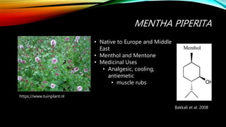 MENTHA PIPERITA
https://www.tuinplant.nl
• Native to Europe and Middle
East
• Menthol and Mentone
• Medicinal Uses
• Analgesic, cooling,
antiemetic
• muscle rubs
Bakkali et al. 2008
 