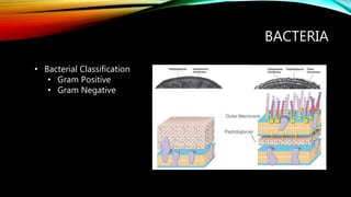 BACTERIA
• Bacterial Classification
• Gram Positive
• Gram Negative
 