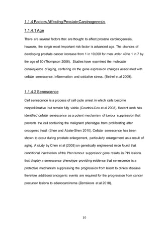 10
1.1.4 Factors Affecting Prostate Carcinogenesis
1.1.4.1 Age
There are several factors that are thought to affect prostate carcinogenesis,
however, the single most important risk factor is advanced age. The chances of
developing prostate cancer increase from 1 in 10,000 for men under 40 to 1 in 7 by
the age of 60 (Thompson 2006). Studies have examined the molecular
consequence of aging, centering on the gene expression changes associated with
cellular senescence, inflammation and oxidative stress. (Bethel et al 2009).
1.1.4.2 Senescence
Cell senescence is a process of cell cycle arrest in which cells become
nonproliferative but remain fully viable (Courtois-Cox et al 2008). Recent work has
identified cellular senescence as a potent mechanism of tumour suppression that
prevents the cell containing the malignant phenotype from proliferating after
oncogenic insult (Shen and Abate-Shen 2010). Cellular senescence has been
shown to occur during prostate enlargement, particularly enlargement as a result of
aging. A study by Chen et al (2005) on genetically engineered mice found that
conditional inactivation of the Pten tumour suppressor gene results in PIN lesions
that display a senescence phenotype providing evidence that senescence is a
protective mechanism suppressing the progression from latent to clinical disease
therefore additional oncogenic events are required for the progression from cancer
precursor lesions to adenocarcinoma (Zemskova et al 2010).
 
