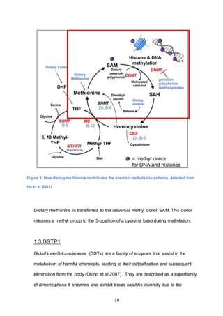 18
Dietary methionine is transferred to the universal methyl donor SAM. This donor
releases a methyl group to the 5-position of a cytosine base during methylation.
1.3 GSTP1
Glutathione-S-transferases (GSTs) are a family of enzymes that assist in the
metabolism of harmful chemicals, leading to their detoxification and subsequent
elimination from the body (Okino et al 2007). They are described as a superfamily
of dimeric phase II enzymes and exhibit broad catalytic diversity due to the
Figure 3: How dietary methionine contributes the aberrant methylation patterns. Adapted from
Ho et al (2011)
 