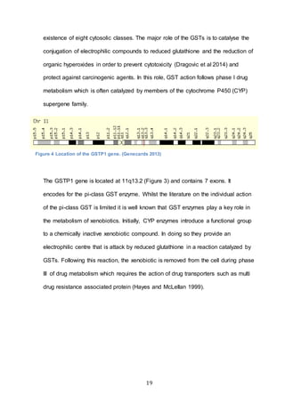 19
existence of eight cytosolic classes. The major role of the GSTs is to catalyse the
conjugation of electrophilic compounds to reduced glutathione and the reduction of
organic hyperoxides in order to prevent cytotoxicity (Dragovic et al 2014) and
protect against carcinogenic agents. In this role, GST action follows phase I drug
metabolism which is often catalyzed by members of the cytochrome P450 (CYP)
supergene family.
The GSTP1 gene is located at 11q13.2 (Figure 3) and contains 7 exons. It
encodes for the pi-class GST enzyme. Whilst the literature on the individual action
of the pi-class GST is limited it is well known that GST enzymes play a key role in
the metabolism of xenobiotics. Initially, CYP enzymes introduce a functional group
to a chemically inactive xenobiotic compound. In doing so they provide an
electrophilic centre that is attack by reduced glutathione in a reaction catalyzed by
GSTs. Following this reaction, the xenobiotic is removed from the cell during phase
III of drug metabolism which requires the action of drug transporters such as multi
drug resistance associated protein (Hayes and McLellan 1999).
Figure 4 Location of the GSTP1 gene. (Genecards 2013)
 