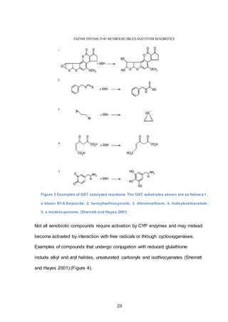 20
Not all xenobiotic compounds require activation by CYP enzymes and may instead
become activated by interaction with free radicals or through cyclooxygenases.
Examples of compounds that undergo conjugation with reduced glutathione
include alkyl and aryl halides, unsaturated carbonyls and isothiocyanates (Sherratt
and Hayes 2001) (Figure 4).
Figure 5 Examples of GST catalysed reactions. The GST substrates shown are as follows:1,
a ̄atoxin B1-8,9-epoxide; 2, benzylisothiocyanate; 3, dibromoethane; 4, maleylacetoacetate;
5, a modelo-quinone. (Sherratt and Hayes 2001)
 