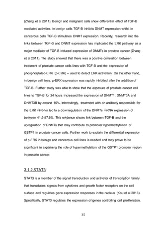 35
(Zhang et al 2011). Benign and malignant cells show differential effect of TGF-B
mediated activities: in benign cells TGF-B inhibits DNMT expression whilst in
cancerous cells TGF-B stimulates DNMT expression. Recently, research into the
links between TGF-B and DNMT expression has implicated the ERK pathway as a
major mediator of TGF-B induced expression of DNMTs in prostate cancer (Zhang
et al 2011). The study showed that there was a positive correlation between
treatment of prostate cancer cells lines with TGF-B and the expression of
phosphorylated-ERK (p-ERK) – used to detect ERK activation. On the other hand,
in benign cell lines, p-ERK expression was rapidly inhibited after the addition of
TGF-B. Further study was able to show that the exposure of prostate cancer cell
lines to TGF-B for 24 hours increased the expression of DNMT1, DNMT3A and
DNMT3B by around 15%. Interestingly, treatment with an antibody responsible for
the ERK inhibitor led to a downregulation of the DNMTs mRNA expression of
between 41.5-57.6%. This evidence shows link between TGF-B and the
upregulation of DNMTs that may contribute to promoter hypermethylation of
GSTP1 in prostate cancer cells. Further work to explain the differential expression
of p-ERK in benign and cancerous cell lines is needed and may prove to be
significant in explaining the role of hypermethylation of the GSTP1 promoter region
in prostate cancer.
3.1.2 STAT3
STAT3 is a member of the signal transduction and activator of transcription family
that transduces signals from cytokines and growth factor receptors on the cell
surface and regulates gene expression responses in the nucleus (Kou et al 2013).
Specifically, STAT3 regulates the expression of genes controlling cell proliferation,
 