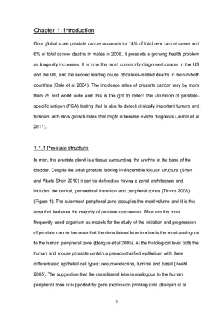 6
Chapter 1: Introduction
On a global scale prostate cancer accounts for 14% of total new cancer cases and
6% of total cancer deaths in males in 2008. It presents a growing health problem
as longevity increases. It is now the most commonly diagnosed cancer in the US
and the UK, and the second leading cause of cancer-related deaths in men in both
countries (Dale et al 2004). The incidence rates of prostate cancer vary by more
than 25 fold world wide and this is thought to reflect the utilization of prostate-
specific antigen (PSA) testing that is able to detect clinically important tumors and
tumours with slow growth rates that might otherwise evade diagnosis (Jemal et al
2011).
1.1.1 Prostate structure
In men, the prostate gland is a tissue surrounding the urethra at the base of the
bladder. Despite the adult prostate lacking in discernible lobular structure (Shen
and Abate-Shen 2010) it can be defined as having a zonal architecture and
includes the central, periurethral transition and peripheral zones (Timms 2008)
(Figure 1). The outermost peripheral zone occupies the most volume and it is this
area that harbours the majority of prostate carcinomas. Mice are the most
frequently used organism as models for the study of the initiation and progression
of prostate cancer because that the dorsolateral lobe in mice is the most analogous
to the human peripheral zone (Berquin et al 2005). At the histological level both the
human and mouse prostate contain a pseudostratified epithelium with three
differentiated epithelial cell types: neouroendocrine, luminal and basal (Peehl
2005). The suggestion that the dorsolateral lobe is analogous to the human
peripheral zone is supported by gene expression profiling data (Berquin et al
 