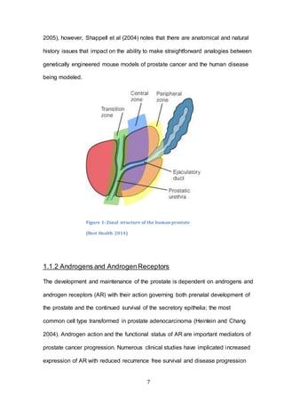7
2005), however, Shappell et al (2004) notes that there are anatomical and natural
history issues that impact on the ability to make straightforward analogies between
genetically engineered mouse models of prostate cancer and the human disease
being modeled.
1.1.2 Androgens and AndrogenReceptors
The development and maintenance of the prostate is dependent on androgens and
androgen receptors (AR) with their action governing both prenatal development of
the prostate and the continued survival of the secretory epithelia; the most
common cell type transformed in prostate adenocarcinoma (Heinlein and Chang
2004). Androgen action and the functional status of AR are important mediators of
prostate cancer progression. Numerous clinical studies have implicated increased
expression of AR with reduced recurrence free survival and disease progression
Figure 1: Zonal structure of the human prostate
(Best Health 2014)
 