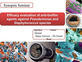 Efficacy evaluation of anti-biofilm
agents against Pseudomonas and
Staphylococcus species
Synopsis Seminar
Speaker : Sadaf
Ahmad
Major Advisor : Dr Chand
Ram
 