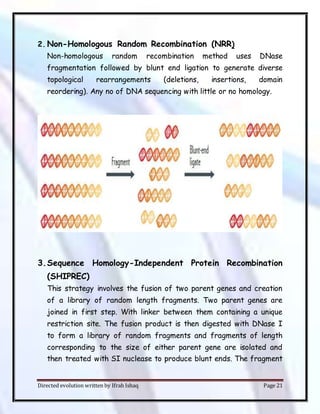 Directed evolution written by Ifrah Ishaq Page 21
2. Non-Homologous Random Recombination (NRR)
Non-homologous random recombination method uses DNase
fragmentation followed by blunt end ligation to generate diverse
topological rearrangements (deletions, insertions, domain
reordering). Any no of DNA sequencing with little or no homology.
3.Sequence Homology-Independent Protein Recombination
(SHIPREC)
This strategy involves the fusion of two parent genes and creation
of a library of random length fragments. Two parent genes are
joined in first step. With linker between them containing a unique
restriction site. The fusion product is then digested with DNase I
to form a library of random fragments and fragments of length
corresponding to the size of either parent gene are isolated and
then treated with SI nuclease to produce blunt ends. The fragment
 