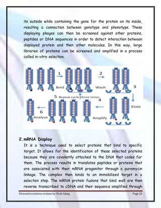Directed evolution written by Ifrah Ishaq Page 24
its outside while containing the gene for the protein on its inside,
resulting a connection between genotype and phenotype. These
displaying phages can then be screened against other proteins,
peptides or DNA sequences in order to detect interaction between
displayed protein and then other molecules. In this way, large
libraries of proteins can be screened and amplified in a process
called in-vitro selection.
2.mRNA Display
It is a technique used to select proteins that bind to specific
target. It allows for the identification of these selected proteins
because they are covalently attached to the DNA that codes for
them. The process results in translates peptides or proteins that
are associated with their mRNA progenitor through a puramycin
linkage. The complex then binds to an immobilized target in a
selection step. The mRNA protein fusions that bind well are then
reverse transcribed to cDNA and their sequence amplified through
 